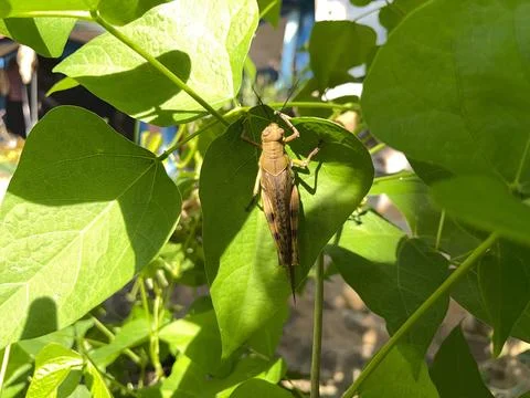 Yellow Grasshopper Resting on Green Leaf in Sunlight Stock Photos