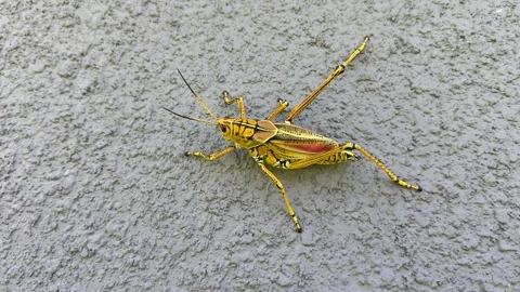 Yellow Grasshopper on Textured Gray Wall Video Stock Footage 337441761