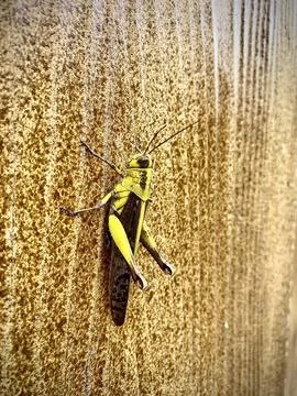 Yellow grasshopper on a wood patterned wall Stock Photos
