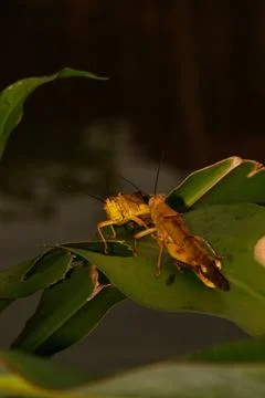 Yellow grasshoppers perched on tree trunks Stock Photos