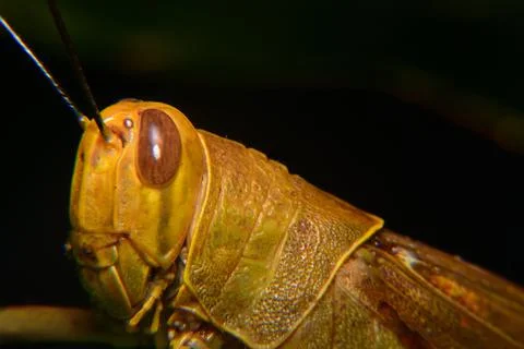 Yellow grasshoppers perched on tree trunks Stock Photos