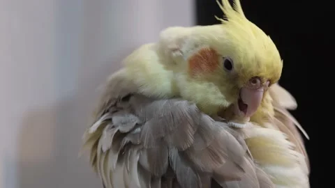 Yellow-gray parrot cleans feathers. Corella parrot. 4k Stock Footage 198406331