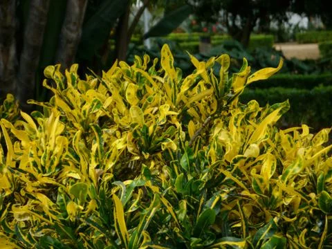 Yellow - Grean leafs Stock Photos