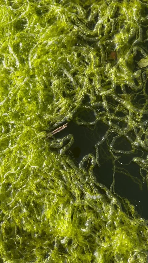 Yellow-Green Algae Mat Floating on Still Water, Macro Texture Stock-Footage 338240628