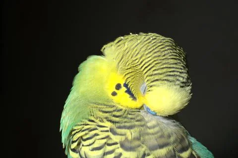 A yellow-green budgie on a black background. Closeup Stock Photos