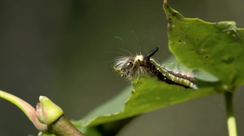 A yellow green caterpillar on the leaf Stock Footage 64376855
