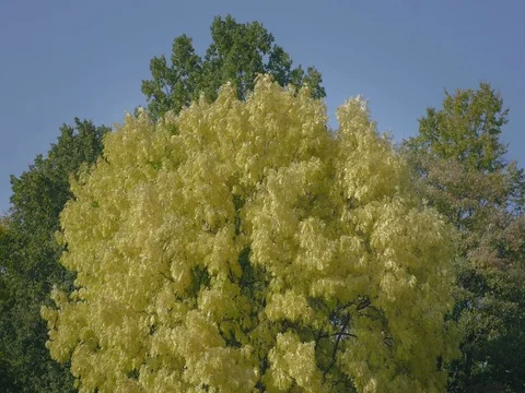 Yellow green deciduous tree with huge treetop. Autumn leaves streaming in wind. Stock Footage 80731519