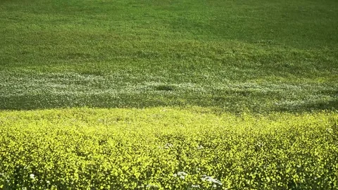 Yellow green Stock Footage 74407510