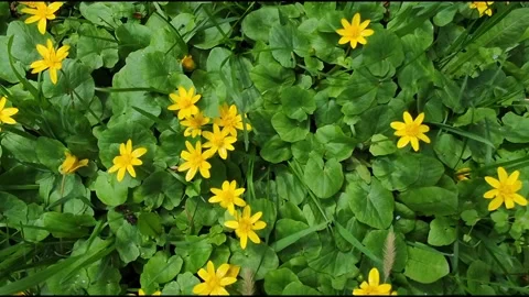 Yellow on green 스톡 동영상 309012408