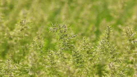 Yellow green grass close up Video stock 191133531