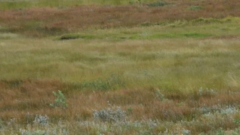 Yellow green grass moving in the wind. Stock Footage 79587541