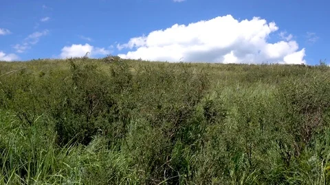 Yellow-green hill and sky with clouds. Wild grasses. Stock Footage