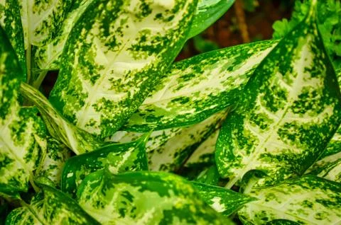 Yellow &amp; Green Leaf Background Stock Photos
