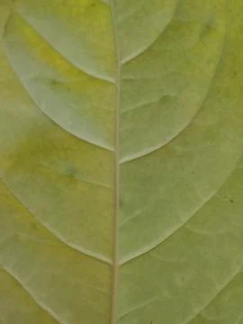 Yellow Green Leaf Macro Texture and Vein Pattern Stock Photos