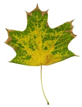 Yellow-green leaf of a maple tree on a white background Stock Photos