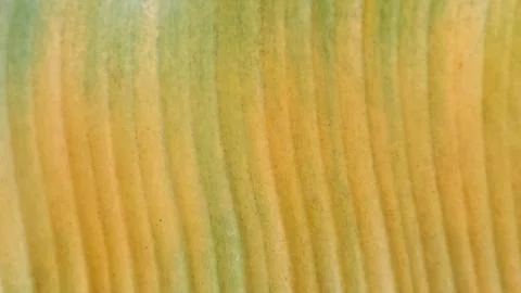 Yellow Green Leaf Texture Pattern Stock Photos
