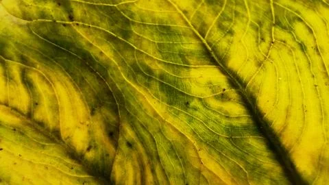 Yellow Green Leaf Texture Stock Photos