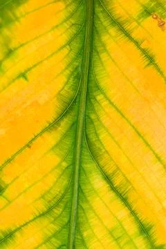 Yellow Green Leaf Veins Macro Texture with Fine Natural Pattern Detail Stock Photos