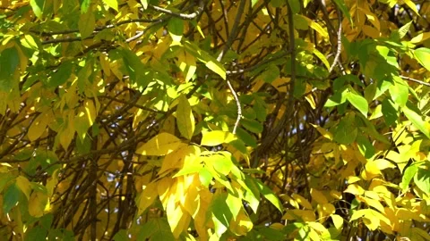 Yellow-green leaves on the tree. The camera slowly rises Stock Footage 220485168