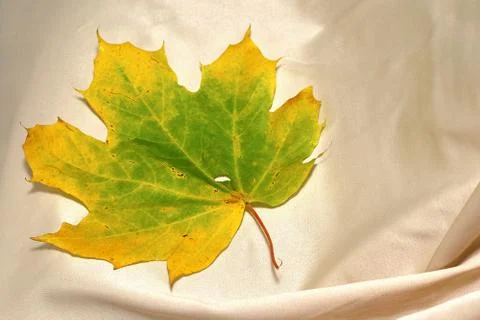 Yellow-green maple leaf on the background of the tablecloth close-up Stock Photos