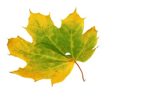 Yellow-green maple leaf close-up isolated 스톡 사진