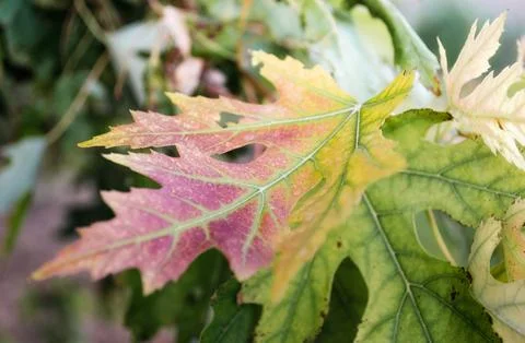 Yellow green maple leaf close up Фото