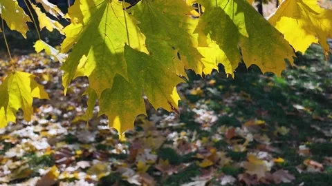 Yellow-green maple leaf moves in the wind on an autumn day Stock Footage 319832521
