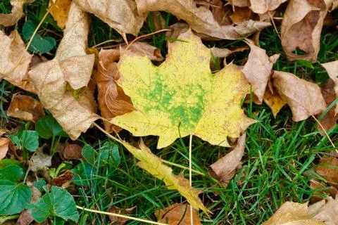 Yellow Green Maple Leaf Stock Photos