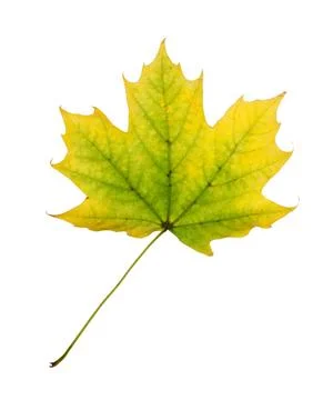 Yellow green maple leaf Stock Photos