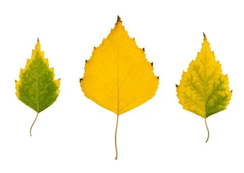 Yellow green maple leaf Stock Photos