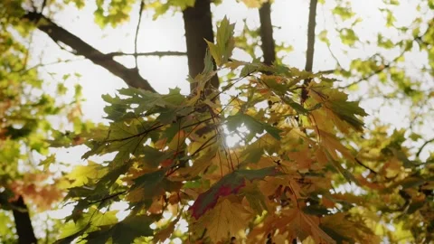 Yellow green maple leaves sway in wind in slow motion x4, autumn. Rays of sun Video stock 286095323