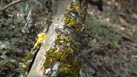 Yellow-green moss on a fallen log. A walk through the forest. Smooth passage of Stock Footage 315178958