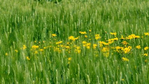 Yellow on green Stock-Fotos