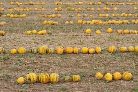 Yellow-green pumpkins lined up in rows in a cultivated agricultural field Stock Photos