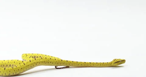 Yellow green tree python slithers across bottom of frame isolated on white Stock Footage 150644426
