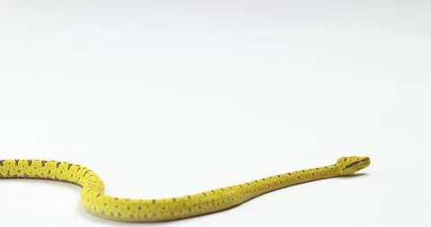 Yellow green tree python slowly moves across frame hissing - isolated on Stock Footage 150644315