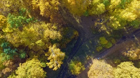 Yellow-green trees below Stock Footage 97857345