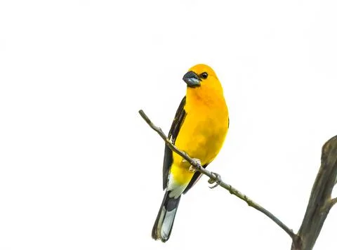 Yellow Grosbeak Stock Photos