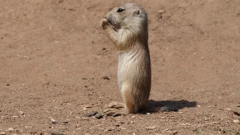 Yellow ground squirrel (Spermophilus fulvus) Stock Footage 75994258