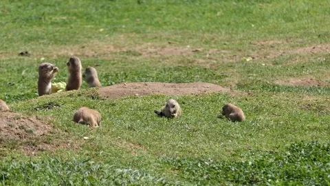 Yellow ground squirrel (Spermophilus fulvus) Stock Footage
