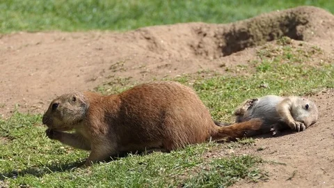 Yellow ground squirrel (Spermophilus fulvus) Stock Footage
