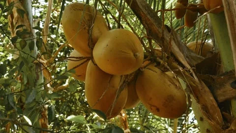 Yellow Growing Coconuts. Video stock 291321341