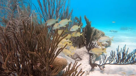 Yellow grunts in soft coral Stock Footage 105065357