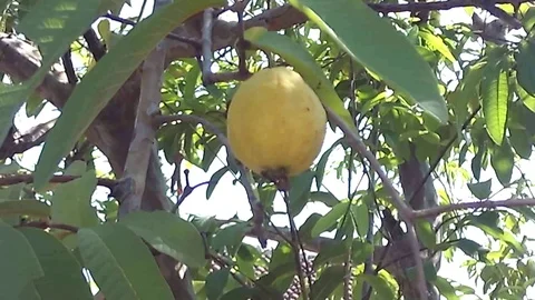 Yellow guava fruit hanging on the tree at the moening Stock Footage 120332477