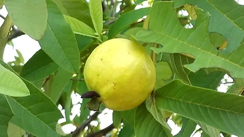 A yellow guava fruit hanging on the tree Stock Footage 121500352