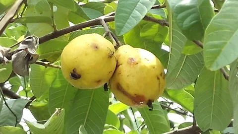 Yellow guava fruit on the tree ready to fall. Stock Footage 121873617