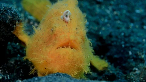 Yellow Hairy Frogfish Stock Footage 112234516