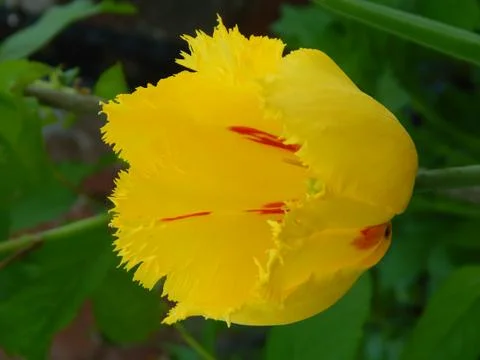 Yellow hairy tulip Stock Photos