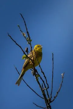 Yellow hammer bird siting on a tree Stock Photos