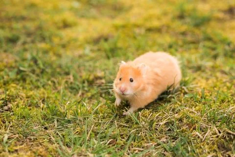 Yellow hamster looking at camera Stock-Fotos